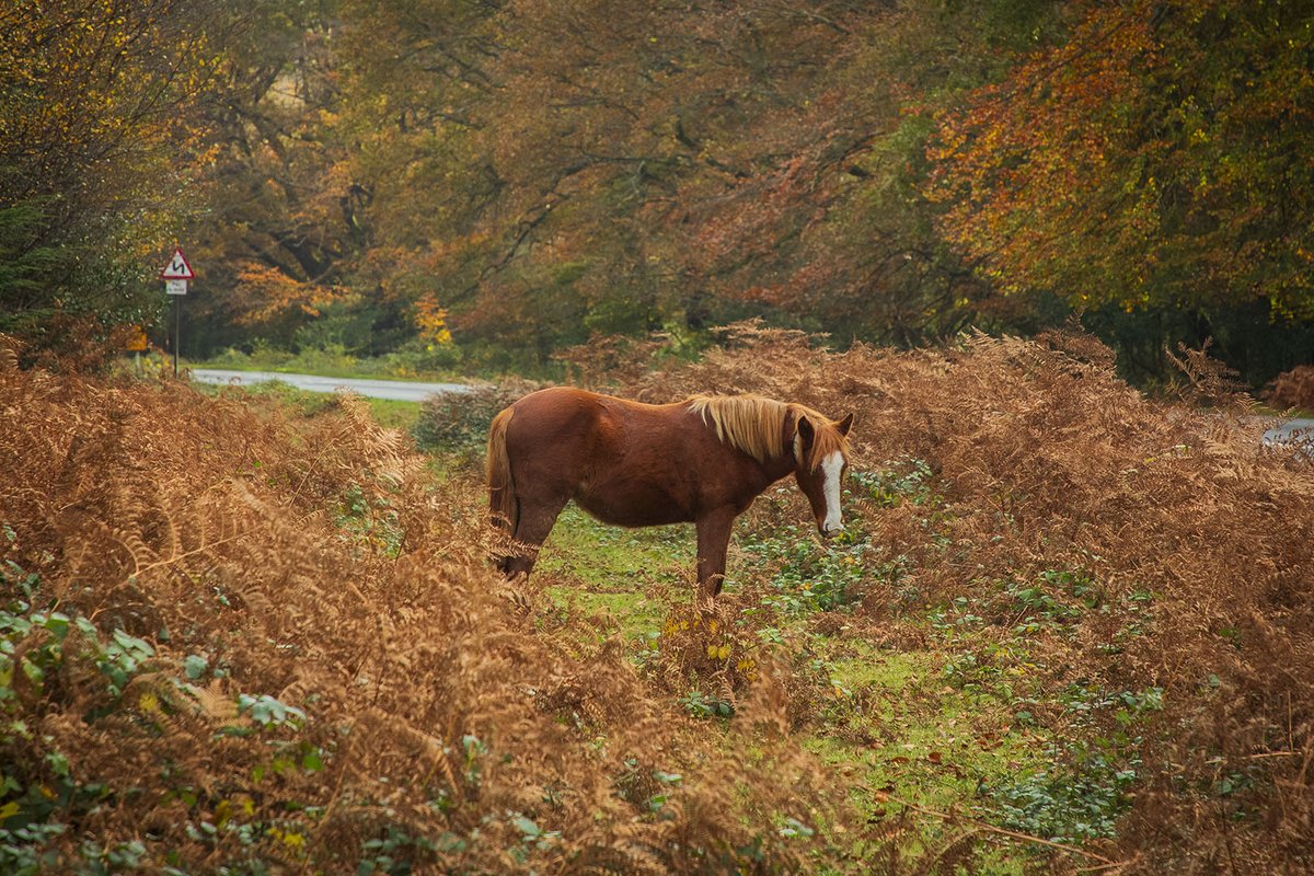 Animals can be on the road day & night in the #NewForest 🐴⚠️

November & December, when weather & light conditions are very unpredictable, are the deadliest months for accidents. 

Please drive safely and #ExpectTheUnexpected on forest roads. 

#PassWideAndSlow