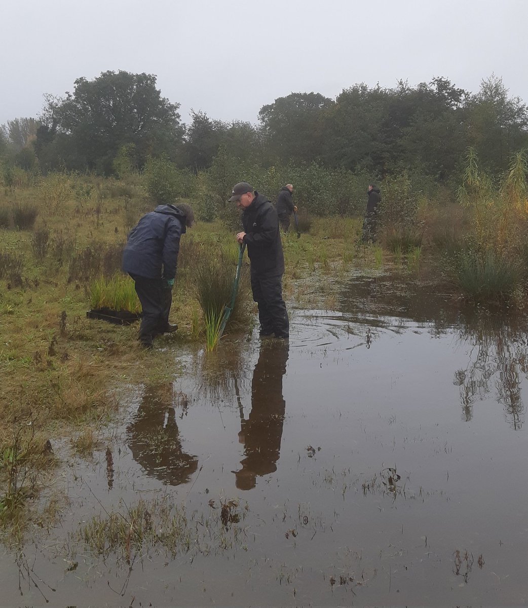 A murky day at Ripon City Wetlands for another partnership planting session. Volunteers from Lower Ure Conservation Trust & @YWT_North planting Great Fen Sedge grown at @NosterfieldLNR habitat creation nursery. Working together to improve our wetlands.