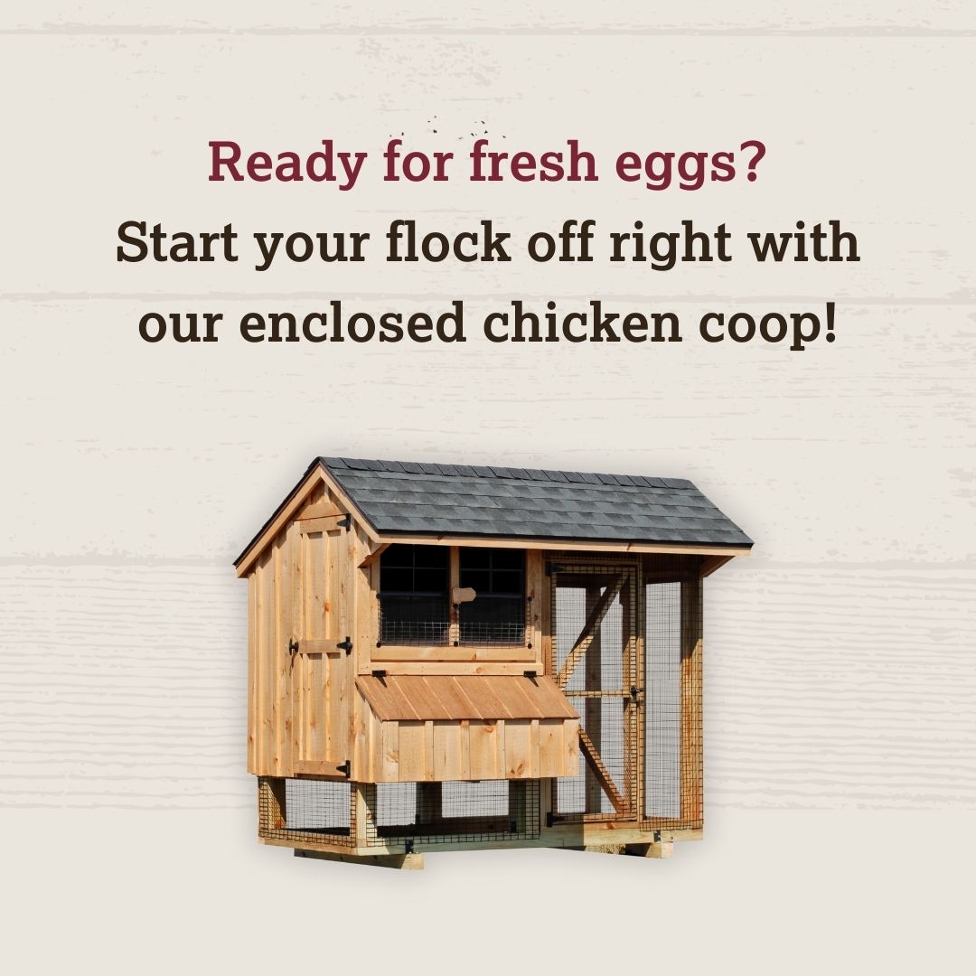 DakotaStorage's tweet image. With practical interiors and spacious runs, tasks like feeding, cleaning, and egg collecting is easy.

Our coops are crafted with premium materials, expert craftsmanship and are built to last.

Explore enclosed coops.
hubs.ly/Q02207hn0

#backyardchickens #chickencoops