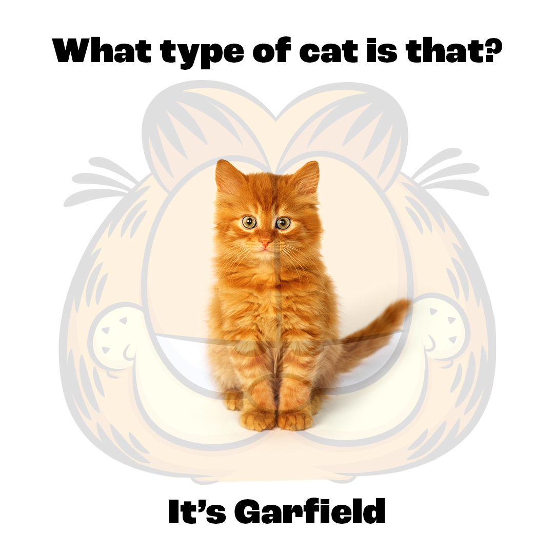 you don't have an orange cat, you have a garfield