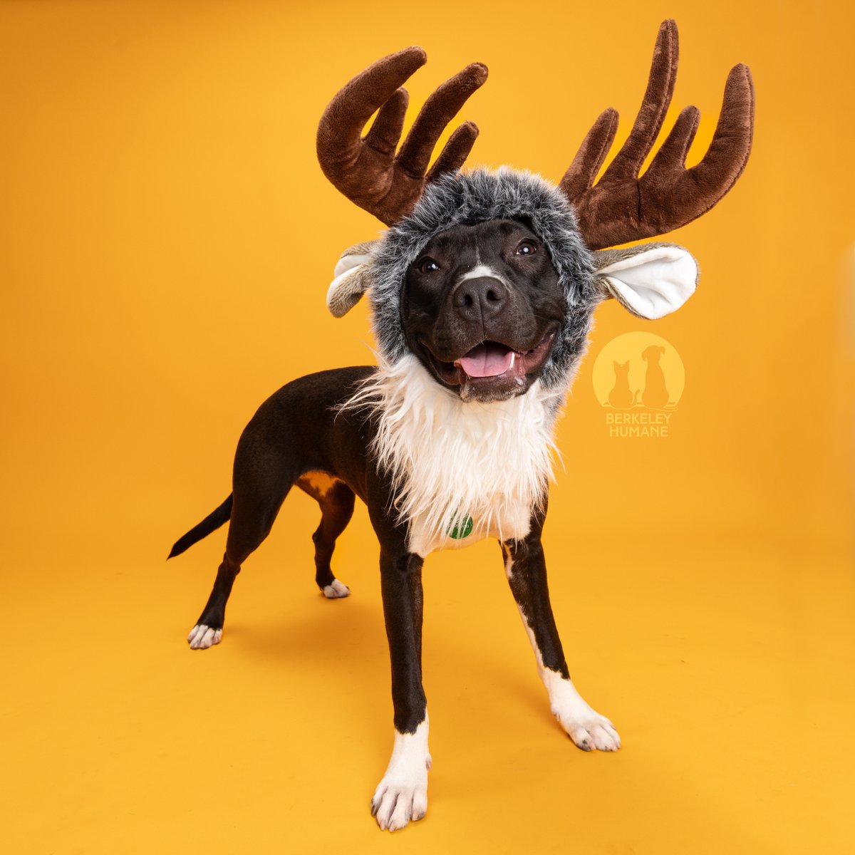 Berkeley Humane tweet media