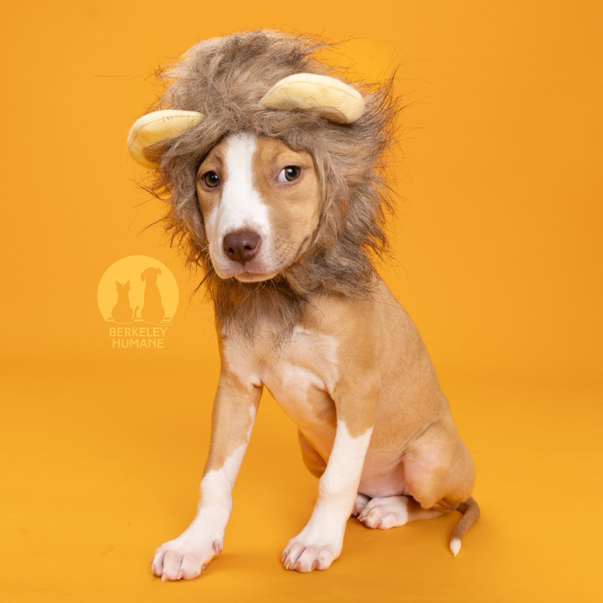 Berkeley Humane tweet media