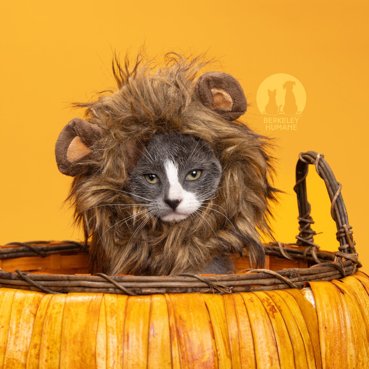 Berkeley Humane tweet media