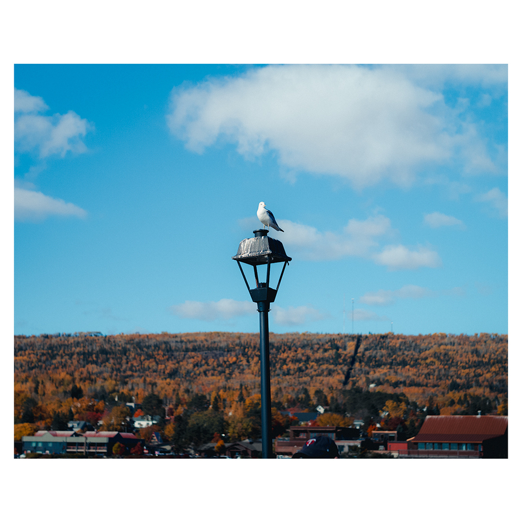 jaycowan's tweet image. The only uncrowded place in Grand Marais over MEA Weekend. 

🗓️ Oct 22 2023

📍Grand Marais, MN

#seagull #lightpost #fallcolors #northernminnesota #grandmarais #meaweekend #lecia #M11 #50MM instagr.am/p/Cy5-AAbrrH2/