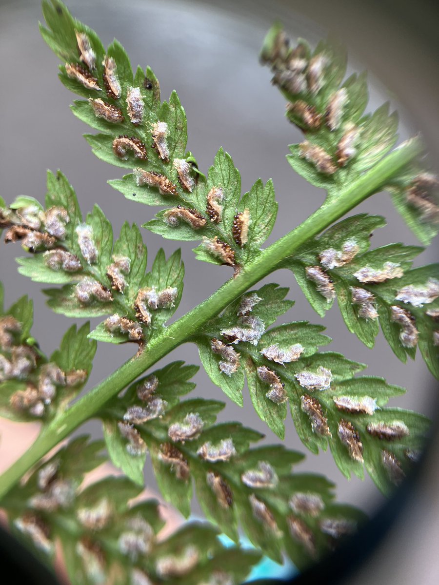 EvaFreegard's tweet photo. @NaturalEngland @visit_snowdonia @speciesrecovery Went on an amazing Fern ID course with @NEFieldUnit. Extremely informative, maybe ferns aren’t as scary as I thought after all! 🌿

#ferns #botany #NEFU #ecology #nature #wildlife https://t.co/b8D7c1cq3H
