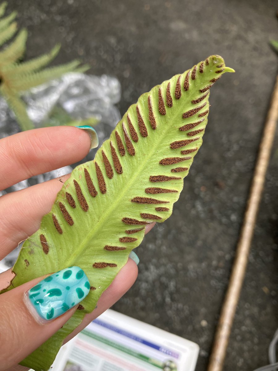 EvaFreegard's tweet photo. @NaturalEngland @visit_snowdonia @speciesrecovery Went on an amazing Fern ID course with @NEFieldUnit. Extremely informative, maybe ferns aren’t as scary as I thought after all! 🌿

#ferns #botany #NEFU #ecology #nature #wildlife https://t.co/b8D7c1cq3H