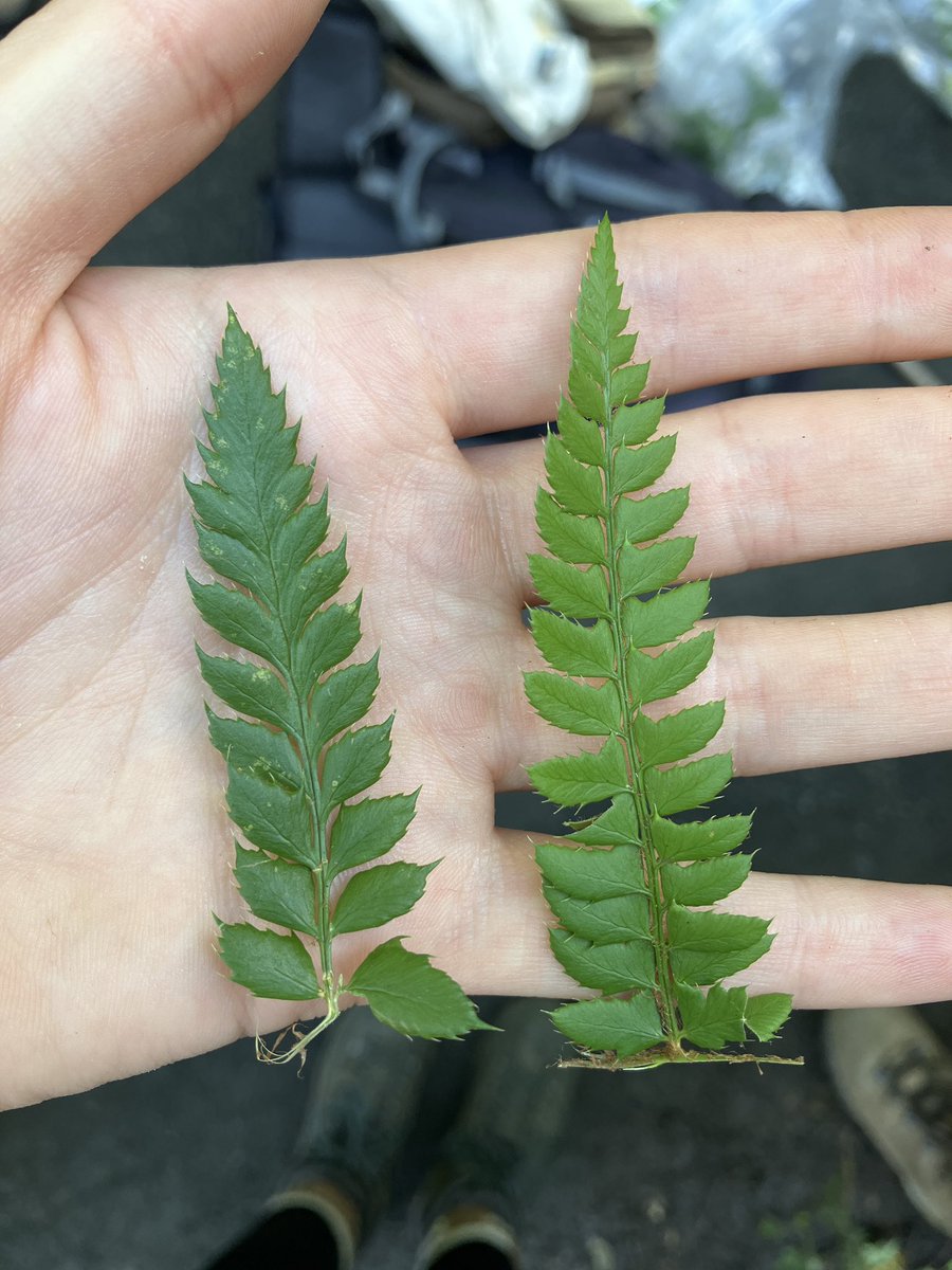 EvaFreegard's tweet photo. @NaturalEngland @visit_snowdonia @speciesrecovery Went on an amazing Fern ID course with @NEFieldUnit. Extremely informative, maybe ferns aren’t as scary as I thought after all! 🌿

#ferns #botany #NEFU #ecology #nature #wildlife https://t.co/b8D7c1cq3H