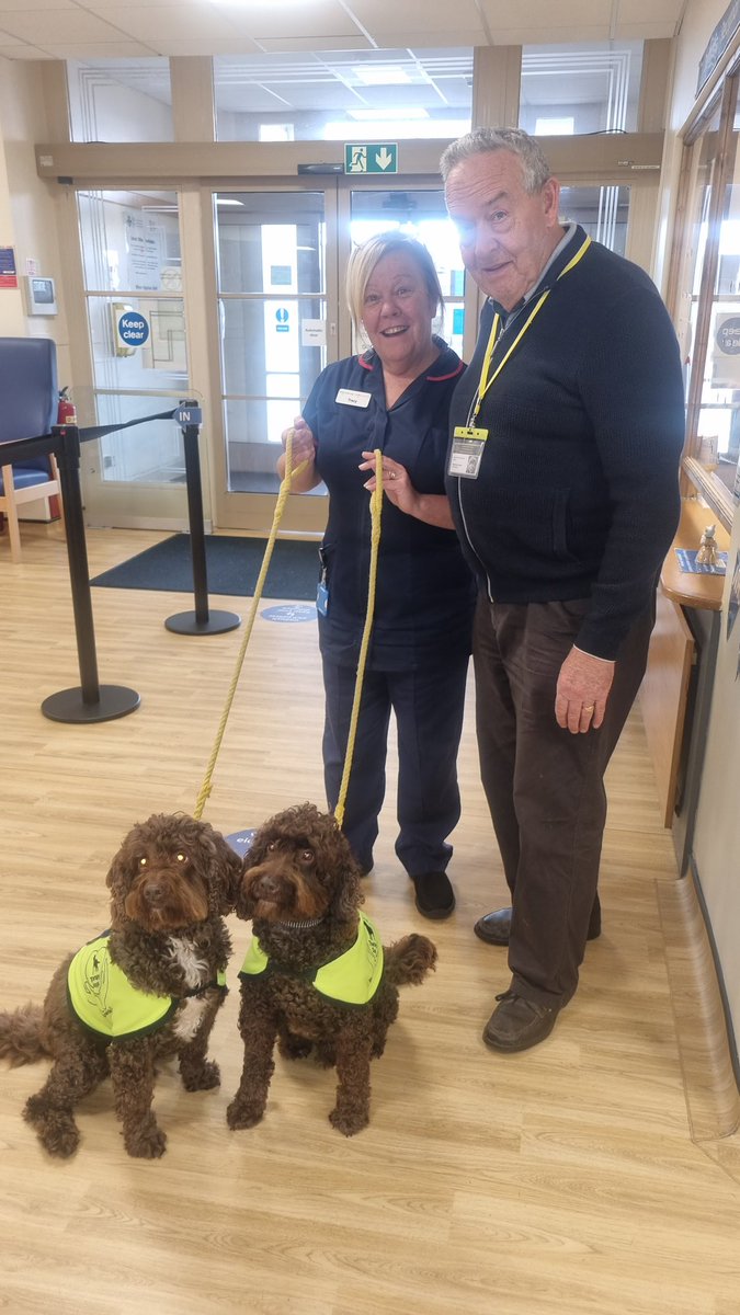 It always brings smiles to faces (patients and staff) when these gorgeous therapy dogs visit our hospitals 🐕‍🦺🐕‍🦺💕 <a href="/tracypl1/">Tracy</a> <a href="/hafodol/">sali</a> <a href="/BetsiCadwaladr/">Betsi Cadwaladr</a> #Llandudnohospital #community #therapydogs