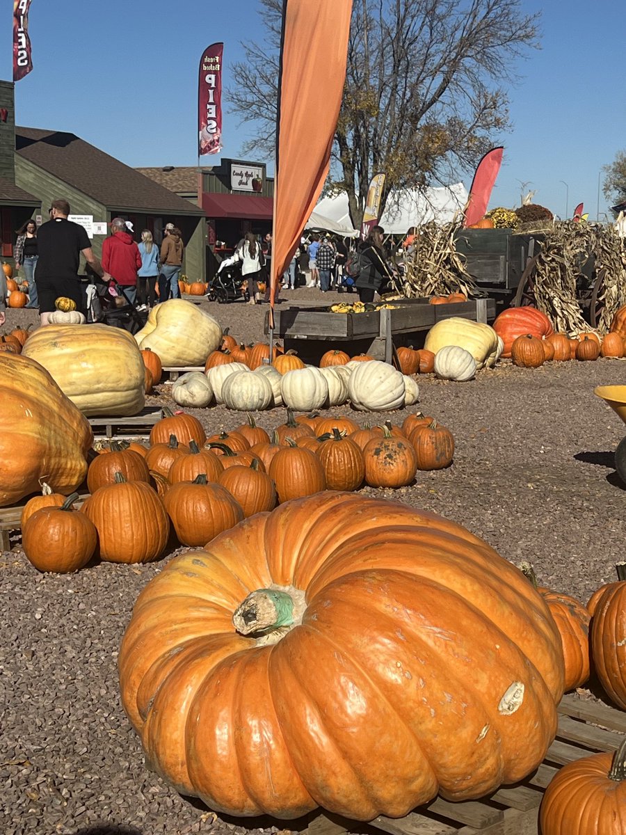Minnesota pumpkins. I ❤️ Autumn.