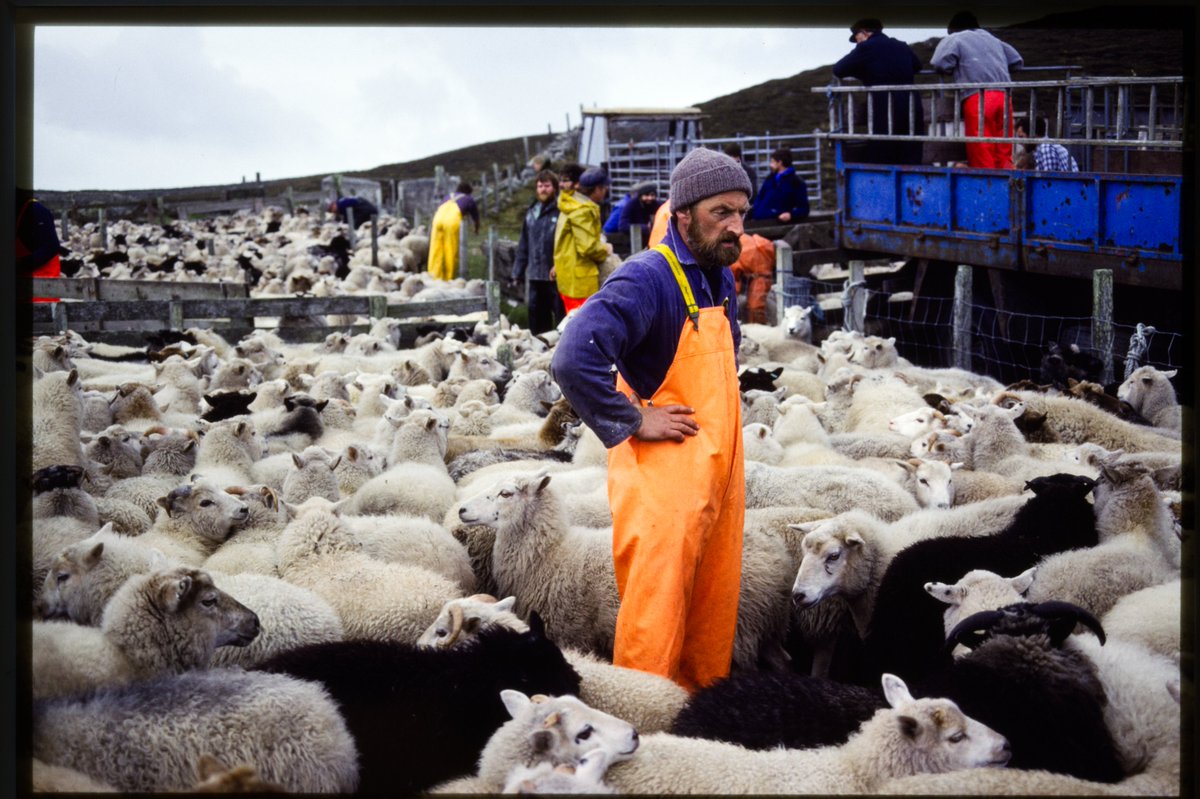 Happy #FairIsleFriday! It was the final sheep hill of the year this week, the last of the lambs from the north of #FairIsle all rounded up ready to be … roast dinners in winter, shall we say? The photos from 30 years ago look like they could have been taken yesterday!