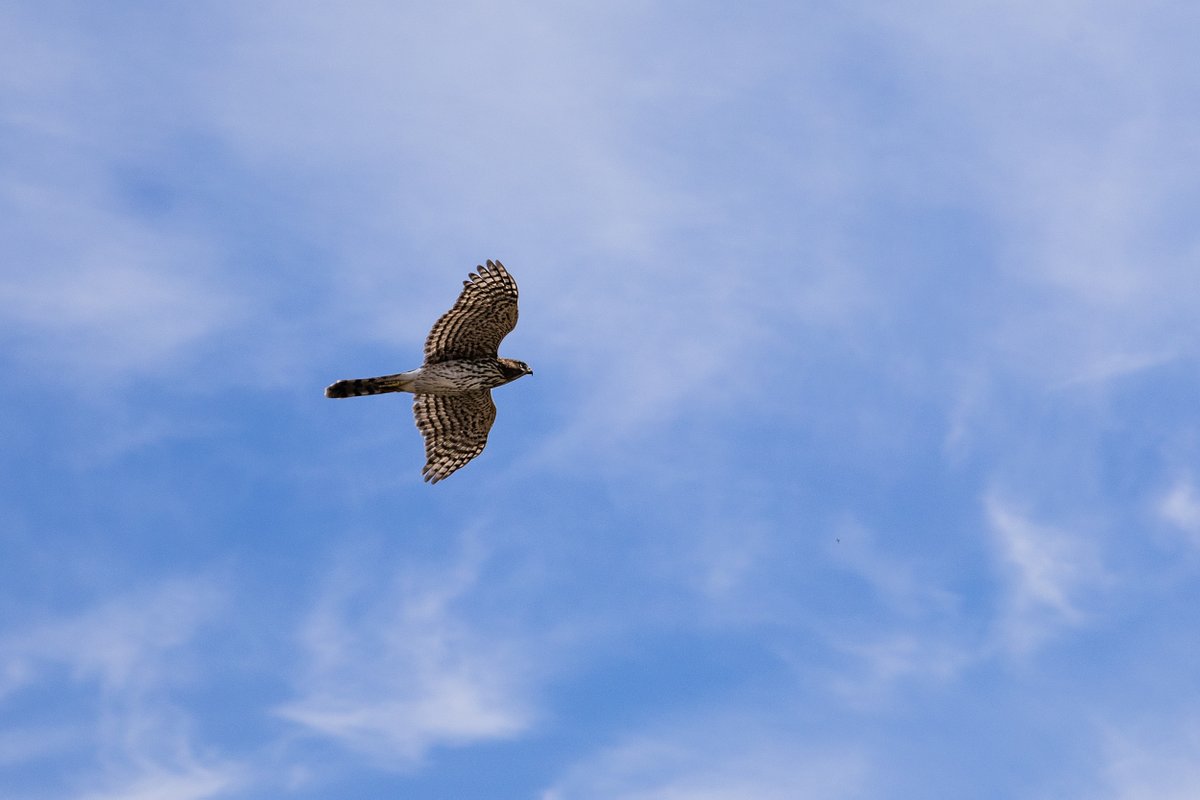 For #flyday I have this sweet Cooper's Hawk that was flying over my back yard looking for a #snack!  

I took this @ 105MM too somehow!

#fridayvibes #fridaymotivation #birds #birding #hawk #hawks #raptors #nature #wildlife #birdphotos #photography #naturephotos #hawkphotos…