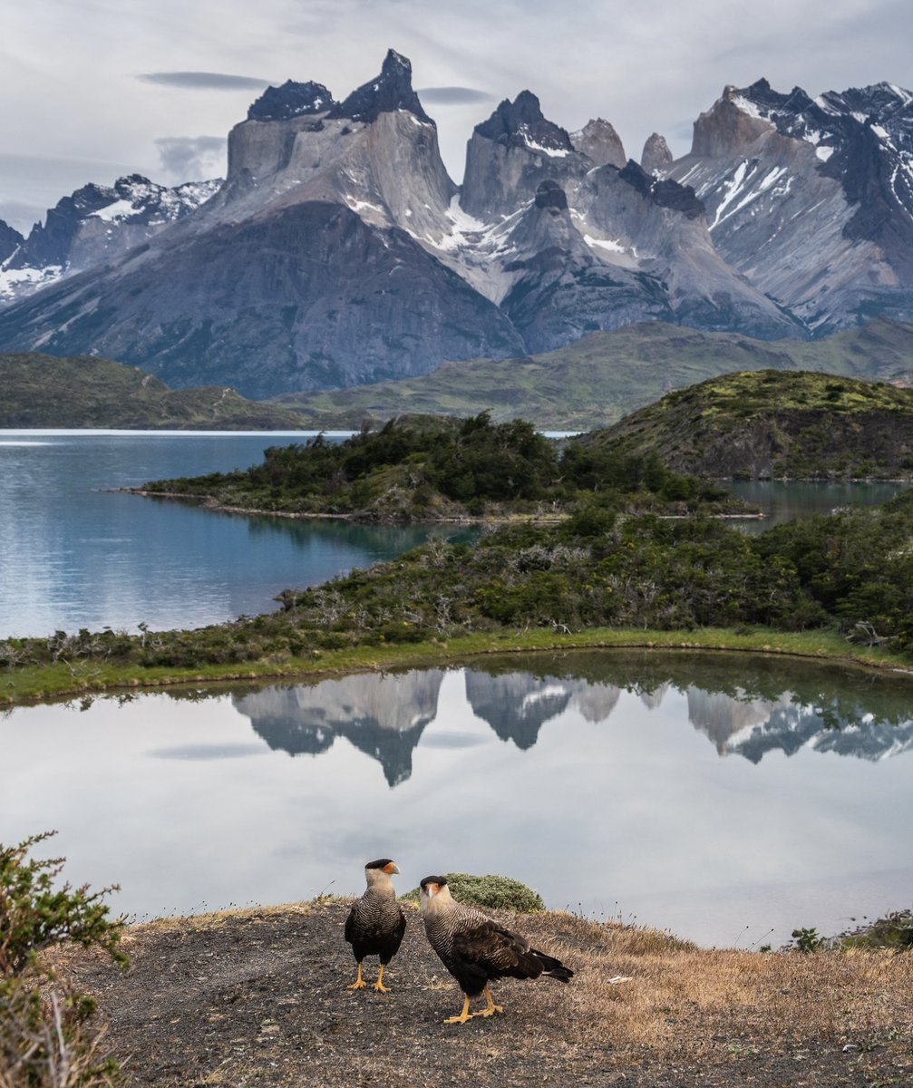 tdhalleine's tweet image. Que linda casa tienen estos caracaras. En un día de paz en primavera en Torres del Paine, Patagonia, Chile 🇨🇱 😍