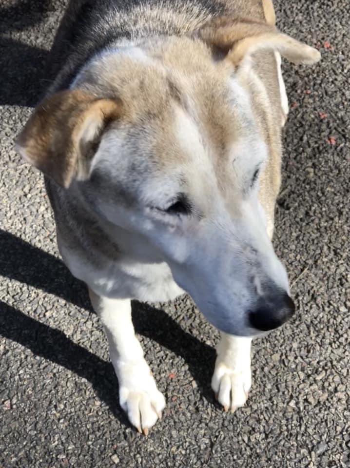 vrundavs's tweet photo. I don’t know …if I look for them 🐕
Or..
They find me:)
#dogs #ontheirown
Just look at him..,
He had all my hearts 💕
#doglove #vrupix https://t.co/PzsZKmsR9v