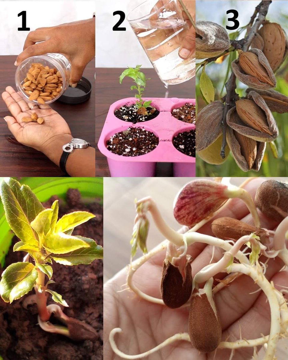 How to Grow an Almond Tree from Seeds at Home,
sharingideas.me/how-to-grow-an…