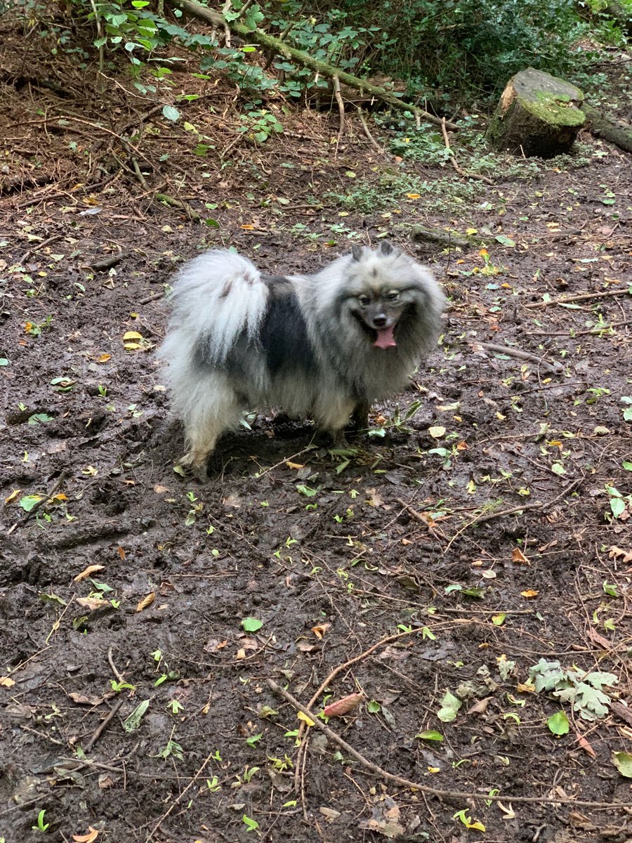 poconnor's tweet photo. Bring on the weekend! Lots of #PKU samples to play with after #ESPKU at the weekend. 

Anyone got anything they will be trying out? I'm thinking cookies to help me survive the rugby tomorrow.

But first, walkies! https://t.co/5XGl9grjFh