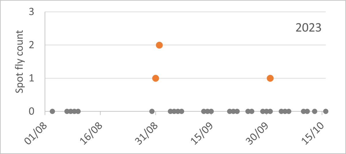 Spotted flycatcher passage migration a highlight of Autumn birding for me, on #WoodhouseMoor #Leeds 

Birding on more days (grey dots) meant I saw a few more Spot fly this year (orange dots) thru Aug, Sept & Oct.
@SpotyFlycatcher @BirdTrack 
#Birdtrack #patchbirding