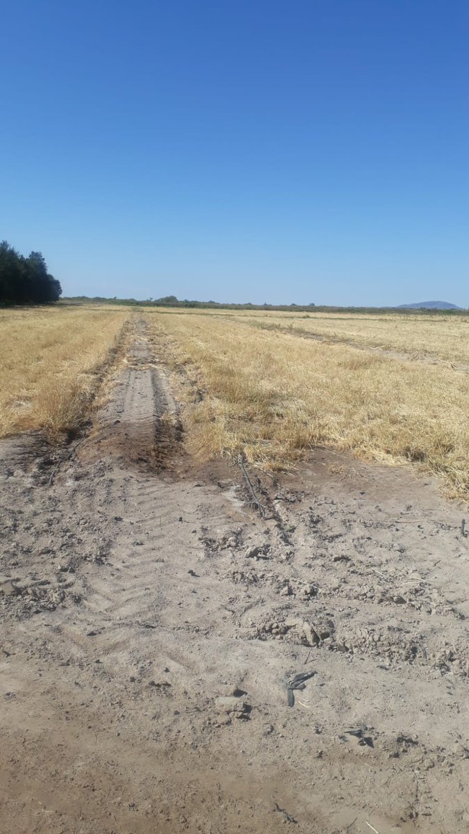 damicojp33's tweet photo. Ya está arriba el #zapallo #Orgánico en #SiembraDirecta que sembramos en Pocito, San Juan 🇦🇷
El #CuyoNoTillTour empieza a mostrar resultados. 🤠💪
La #AgriculturaRegenerativa es con #LabranzaCero o no es. https://t.co/fi1Z0J1nLx