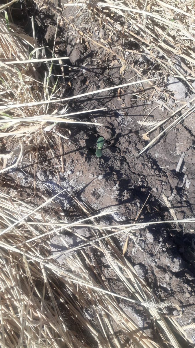 damicojp33's tweet photo. Ya está arriba el #zapallo #Orgánico en #SiembraDirecta que sembramos en Pocito, San Juan 🇦🇷
El #CuyoNoTillTour empieza a mostrar resultados. 🤠💪
La #AgriculturaRegenerativa es con #LabranzaCero o no es. https://t.co/fi1Z0J1nLx