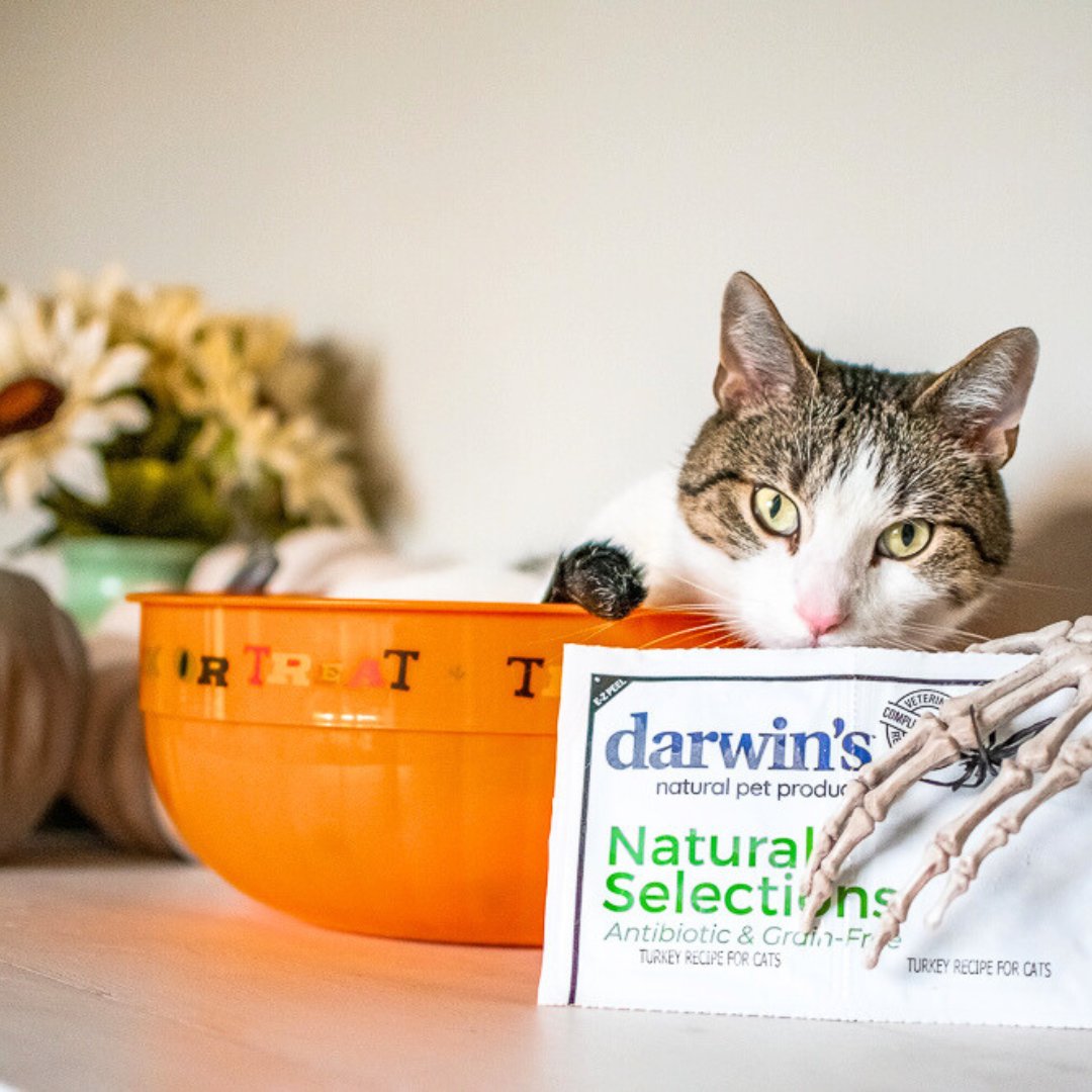 No tricks here, just treats and good eats! What healthy snacks do you like to treat your pets with? 

📸 Credit Mister_ Paddington on IG  #darwinspet #rawfedcat #catsofinstagram