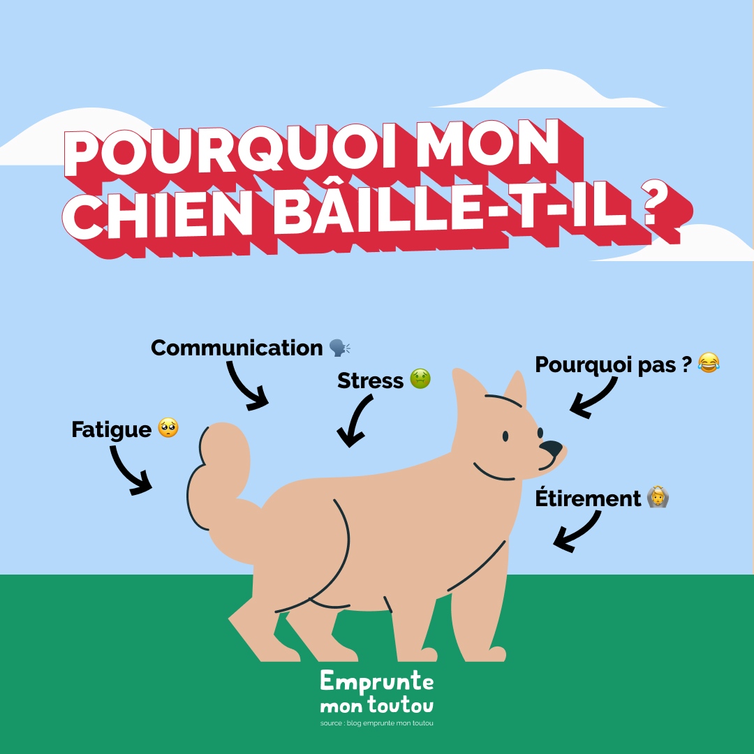 Hello les passionnés des chiens, voici quelques explications pour décrypter ce mystérieux comportement !

Et si vous cherchez un compagnon à quatre pattes près de chez vous, notre application est faite pour vous : empruntemontoutou.com 🐶