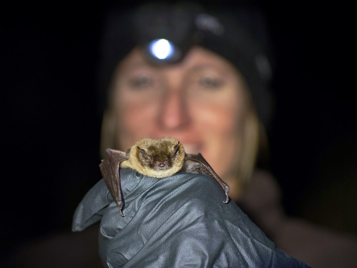 NatureNPS's tweet photo. Bats are in danger. 🦇

A deadly fungal disease, White-Nose Syndrome (WNS), is putting bat species in North America at risk. However, a coordinated national response gives us hope! Find out how and why we’re helping bats in parks and beyond in this #ParkScienceMagazine story. https://t.co/UhX7x6C00s