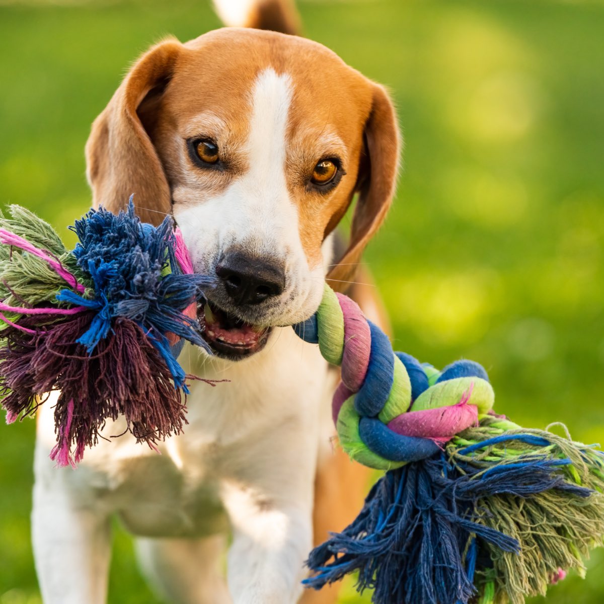 Posh_Pals's tweet photo. Unleash the Joy: Toys are Vital for Dogs!Toys aren't just for fun; they're essential for our furry pals' well-being!They keep dogs entertained, prevent destructive behavior, promote dental health, &amp; alleviate boredom &amp; separation anxiety. #DogToys #HappyPups #PlaytimeJoy #pets https://t.co/GCGIQj9T3H
