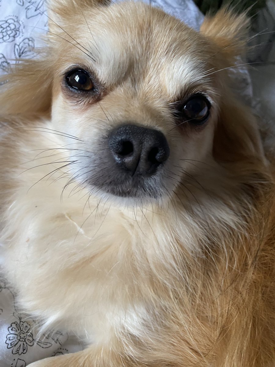 eugeniearrow's tweet photo. This is #Goldieshaktamuni - he has comforted me through my third post Covid-19 odd reaction involving my #parathyroid and #liver - still so much we don't know about the long term impact on the #immunocompromised but I am determined to get well and back to work - #fightingtalk 🙏🏼 https://t.co/yRoMSUriEH