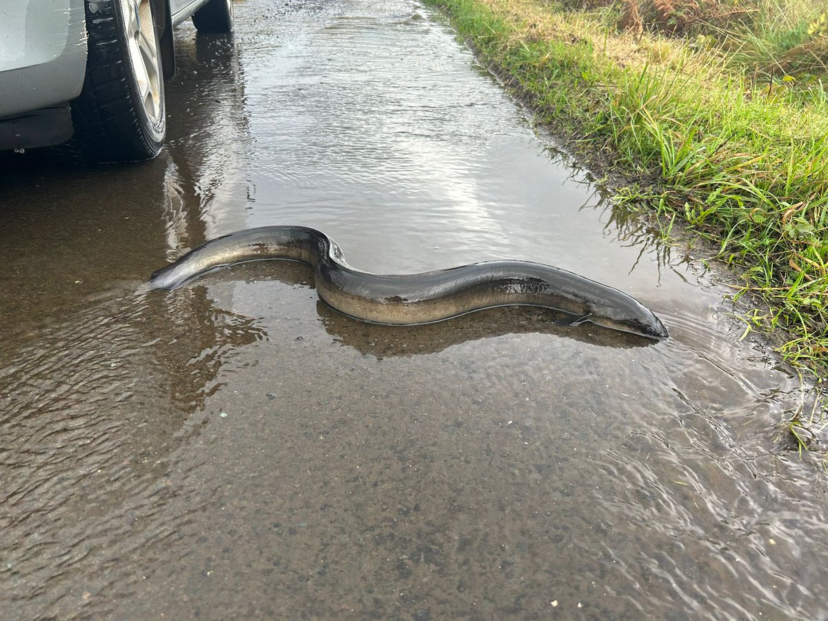 The flooding is also floating up some eye-blinkingly amazing wildlife. Kirsty, one of our Community Engagement Officers, just stopped to help out this massive, beautiful eel - it was making its way from the sea to the lochs #LifeOnRathlin