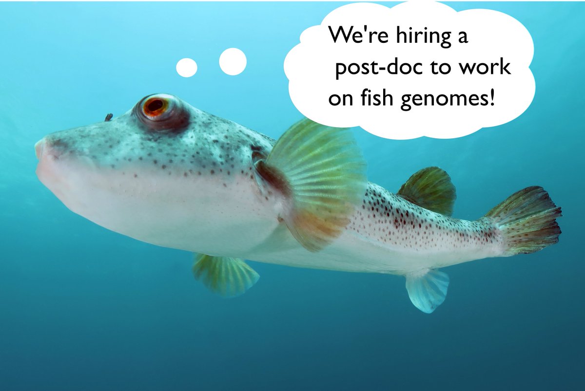 Fish Evolution Lab (@fishevolabsio) on Twitter photo Come work with us at <a href="/Scripps_Ocean/">Scripps Institution of Oceanography</a>
! We are hiring a post-doc to assist in an
<a href="/NSF/">U.S. National Science Foundation</a> funded project conducting comparative genomic analyses in tetraodontiform fishes! #FishEvoLab
More info & how to apply can be found here: evol.mcmaster.ca/brian/evoldir/… Come work with us at <a href="/Scripps_Ocean/">Scripps Institution of Oceanography</a>
! We are hiring a post-doc to assist in an
<a href="/NSF/">U.S. National Science Foundation</a> funded project conducting comparative genomic analyses in tetraodontiform fishes! #FishEvoLab
More info & how to apply can be found here: evol.mcmaster.ca/brian/evoldir/…