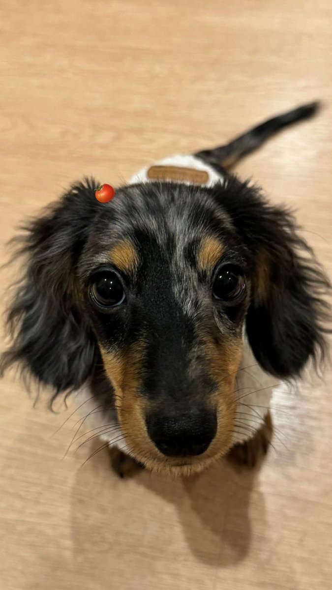 margarite_hmc's tweet photo. 231027 ○ Ffluffy.puppydog Ig story
Good boy 🐾🐾
#srchafeen
#Fluffu https://t.co/EchKzaV848