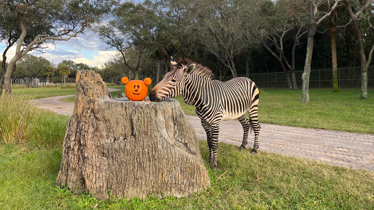 DisneyParks's tweet photo. 🎃 We celebrated National Pumpkin Day by delivering over 200 pumpkins to animals across @WaltDisneyWorld for some festive fall fun and nutritious snacks: https://t.co/aBsng4RtWt https://t.co/jcHKeA5ifm