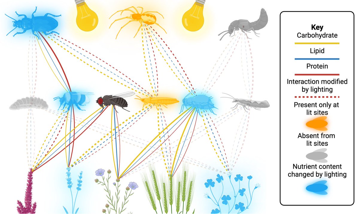 Are YOU looking for a #PhD in ecology, entomology or molecular diagnostics? 🌱🪲🧬

Come study the impact of artificial light at night on optimal foraging, trophic networks and ecosystem services with us! 💡🕸️🍽️

<a href="/Kath_Baldock/">Dr Katherine Baldock 💙</a> @DarrenMarkEvans

research.ncl.ac.uk/media/sites/re…
