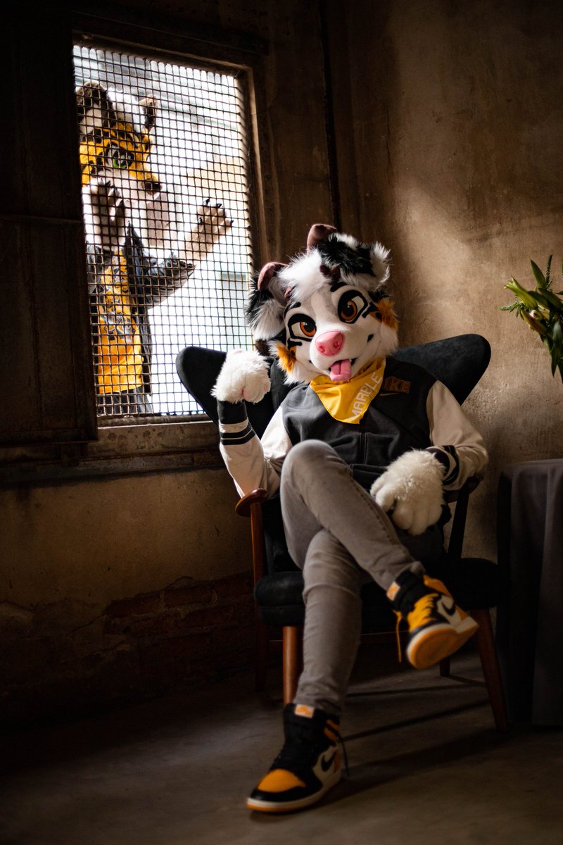Marble_dcollie's tweet image. Happy Halloween, becareful looking out of your windows! 🐅
🪡 : @AlphaDogsStudio
📷 : @Joji23zx 
#FursuitFriday