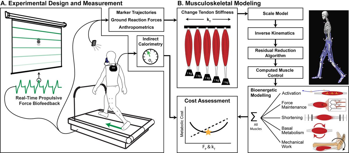 Jason Franz (@franzbiomech) on Twitter photo Latest modeling/simulation paper from <a href="/PeruvianOx/">Ricky Pimentel, PhD</a> asks a provocative question: Could walking with a diminished ankle push-off be a strategy used by older adults to mitigate the metabolic penalty we pay for lesser Achilles tendon stiffness? (1/3)
journals.plos.org/plosone/articl… Latest modeling/simulation paper from <a href="/PeruvianOx/">Ricky Pimentel, PhD</a> asks a provocative question: Could walking with a diminished ankle push-off be a strategy used by older adults to mitigate the metabolic penalty we pay for lesser Achilles tendon stiffness? (1/3)
journals.plos.org/plosone/articl…