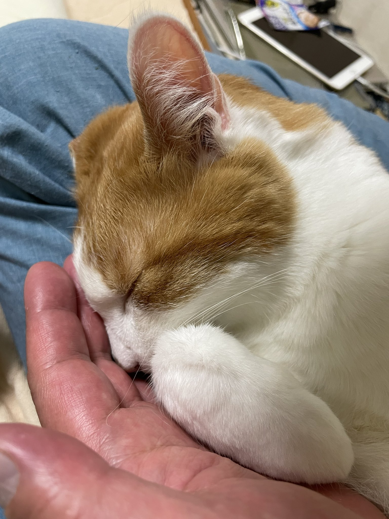 ICHIKO (@ICHIKO81884396) / X