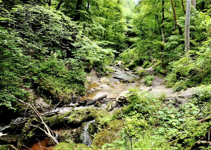 UN Biodiversity tweet media