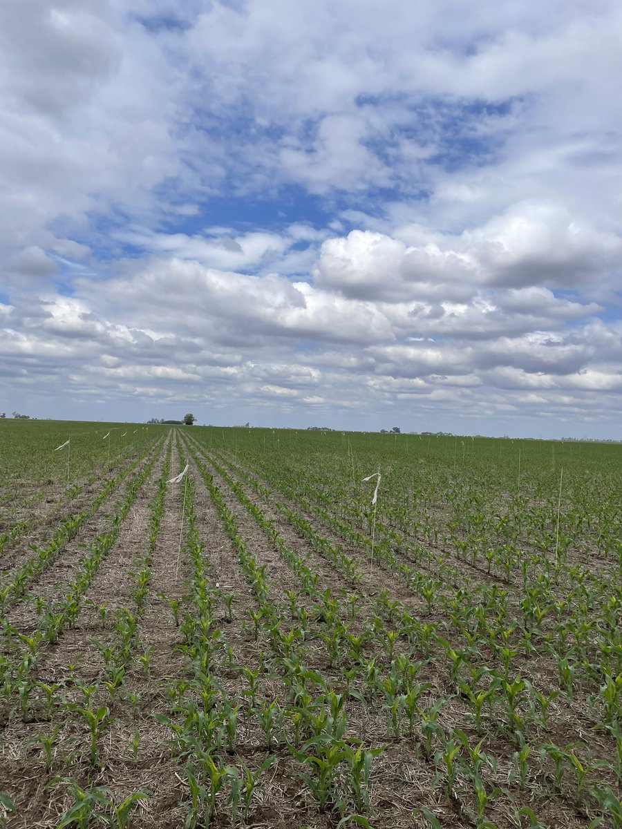 Joaco Zabalegui (@joacozabalegui) on Twitter photo Continúa la campaña de ensayos de bioestimulantes en trigo y arranca una nueva campaña para el maíz! 🌽 🌾<a href="/SyngentaBiolog/">Syngenta Biologicals</a> Continúa la campaña de ensayos de bioestimulantes en trigo y arranca una nueva campaña para el maíz! 🌽 🌾<a href="/SyngentaBiolog/">Syngenta Biologicals</a>