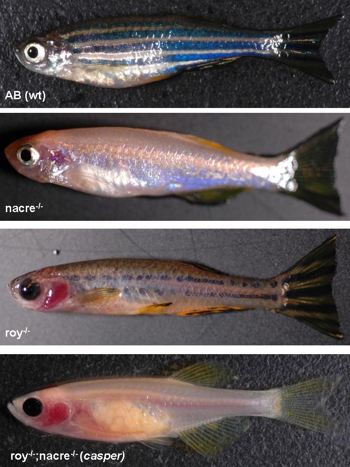 ZebrafishRock's tweet image. The “casper” zebrafish mutant was developed by selective breeding of two recessive pigment mutants: 1)  nacre, a mitfa gene mutant with an absence of pigmented melanocytes; and 2) roy orbison, a mitochondrial mpv17 gene mutant that lacks reflective iridophores. #ZebrafishFunFacts