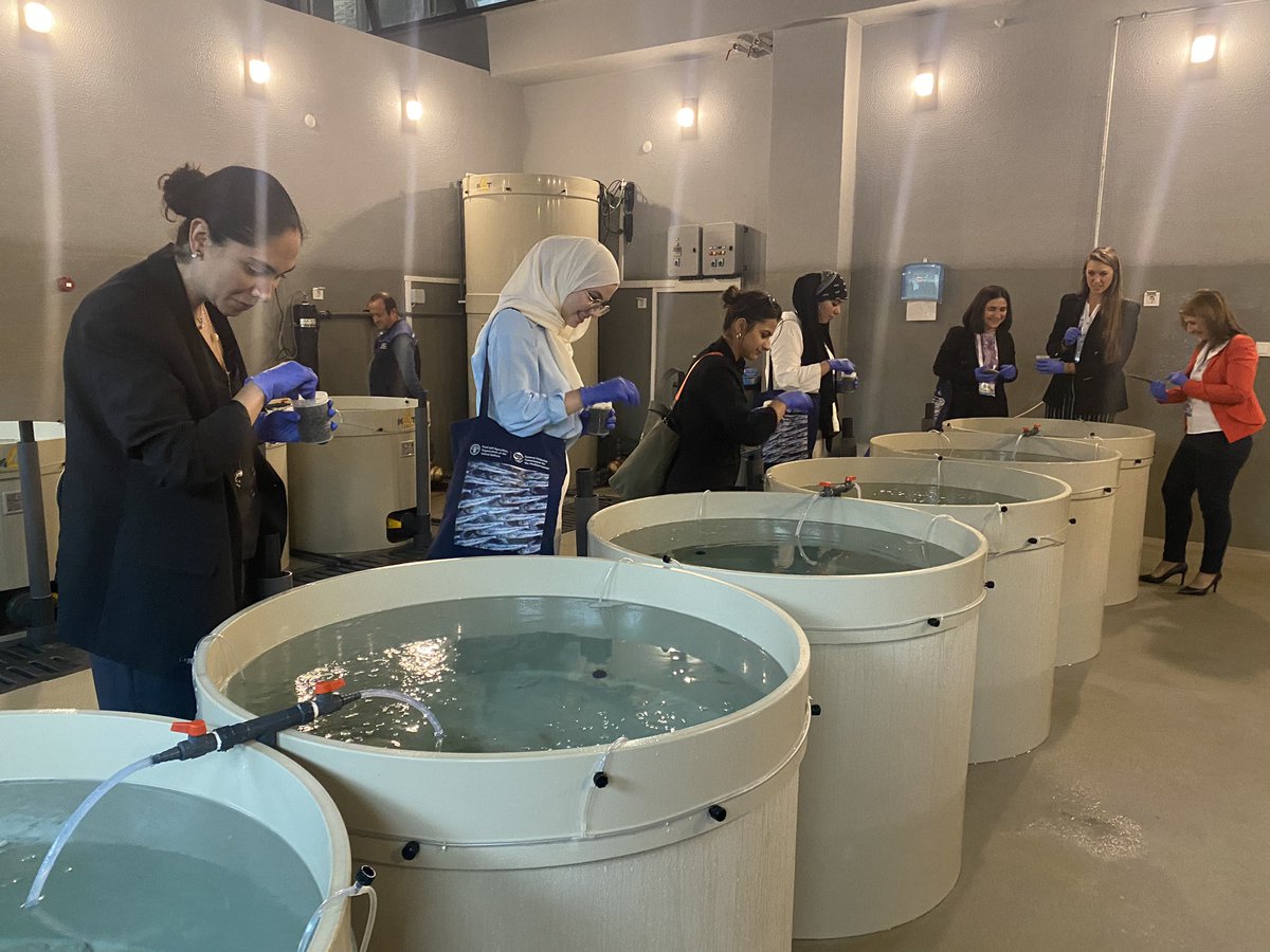 atifetuba_beken's tweet image. Within the scope of #SOFAS2023, after the #turbot #aquaculture🫧 &amp;amp; #restocking trainings, participants carried out fish 🐟 #feeding #tagging  and #releasing 🌊activities.
