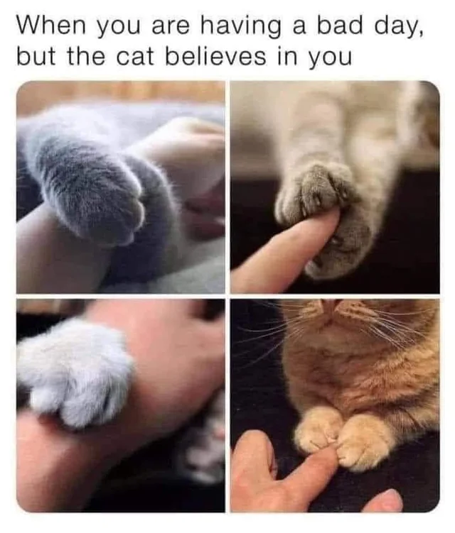 WholesomeMeme's tweet photo. https://t.co/bau8ewDxfy