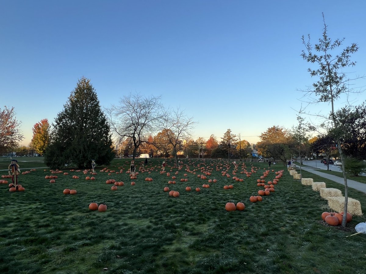 Annual Pumpkin Patch ready 🎃 always an exciting day!