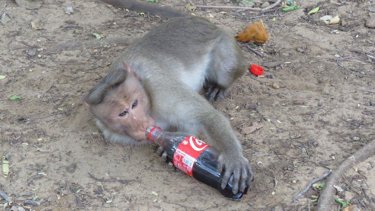 rohitdevg's tweet photo. बंदर ही जाने कोका -कोला  का स्वाद 
#FunFriday  #RealMagic @coca @CocaCola_Ind https://t.co/LCVnCqdTYz