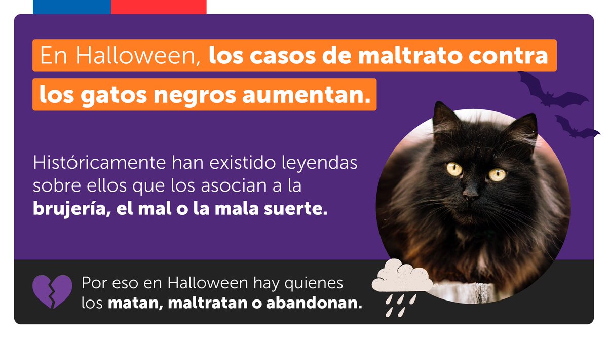 MascotaGob's tweet photo. Hoy es el Día del Gato Negro 🐈‍⬛ , día que se creó para concientizar sobre el especial cuidado que debemos tener con ellos en estas fechas. Aquí te entregamos un par de consejos para protegerlos 🖤 https://t.co/QJqO9Arvi4