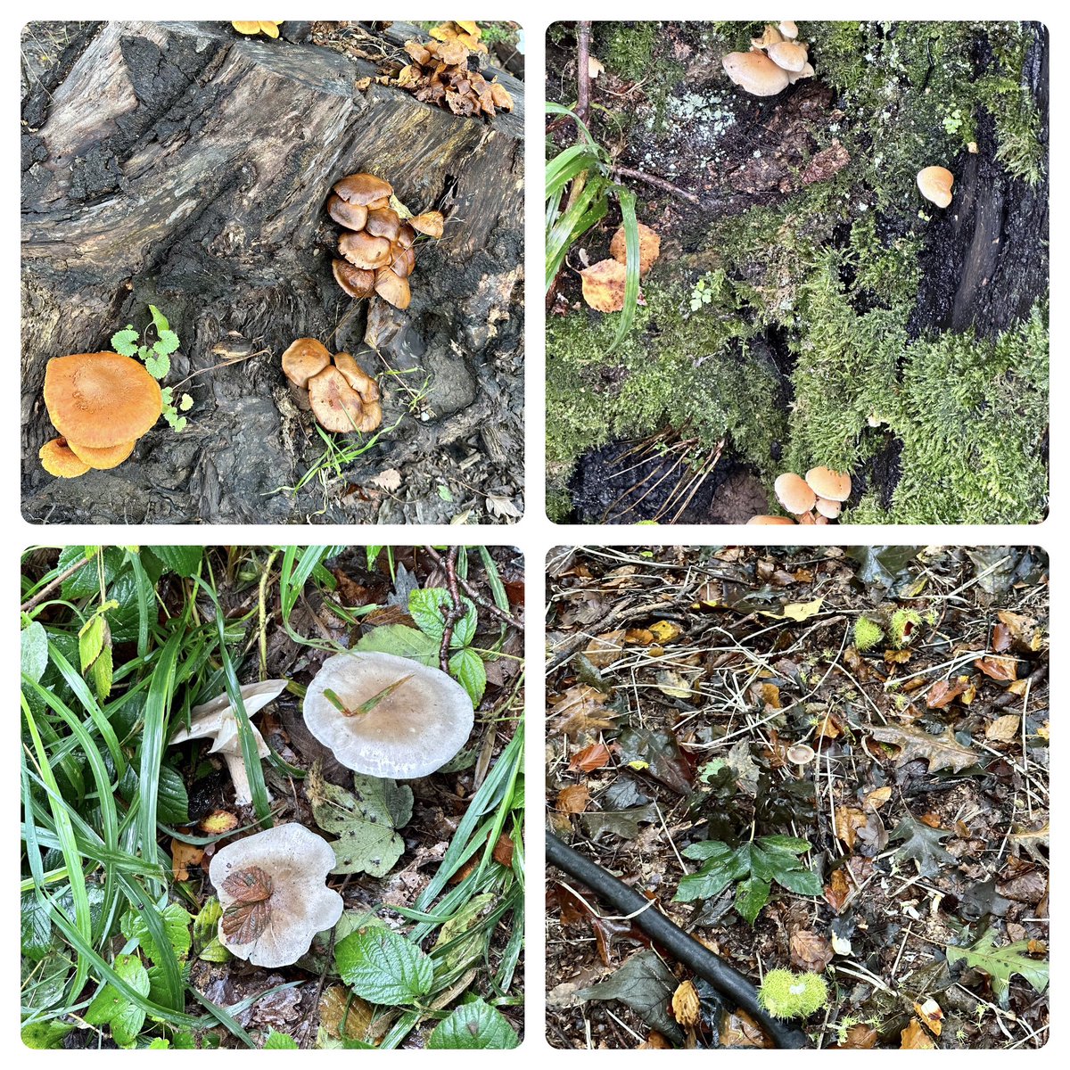 John Keats nailed it in Ode to Autumn - “Season of mist and mellow fruitfulness” <a href="/YSPsculpture/">Yorkshire Sculpture Park</a> 🌫️🍁🍂🍄