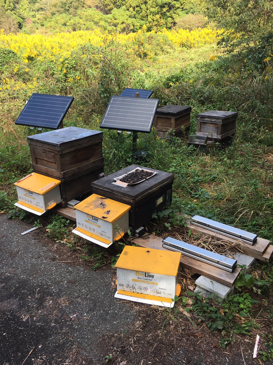 JMBonzom's tweet photo. De retour au Japon pour le projet #BEERAD🐝🇯🇵☢️ !
Quels sont les impacts de la contamination radioactive dans la région de Fukushima 🇯🇵 sur les abeilles domestiques ?
Un projet 🇫🇷🇯🇵avec @IRSNFrance @INRAE_France @IER_Fukushima https://t.co/OwIvWEQvgV
