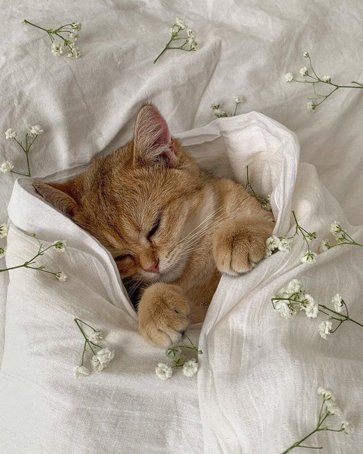 Why you should have a cat (@shouldhavecat) on Twitter photo 