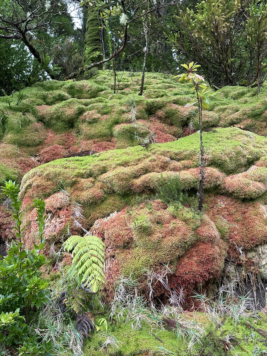 Amazing day exploring blanket bogs 🌱 in the Azores 🇵🇹 Really good cover of Sphagnum moss, but very different to the blanket bogs that we can find in 🇮🇪🇬🇧🇪🇸 #PeatlandsMatter #GenerationRestoration