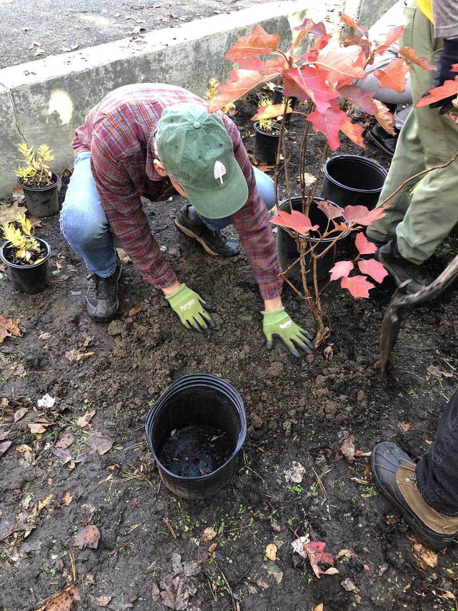 GoreforDC's tweet photo. Many hands make light work! Shoutout to the neighbors and organizers of today’s clean up of bio-retention beds in @anc34g and especially Commissioner #BruceSherman @MichaelZeldin for working on this project. There is a maintenance issue among the many agencies responsible for maintenance but we’re piloting a community component. These beds are green infrastructure and we need to respect them as such. Glad to see a lot of young folks helping out too!