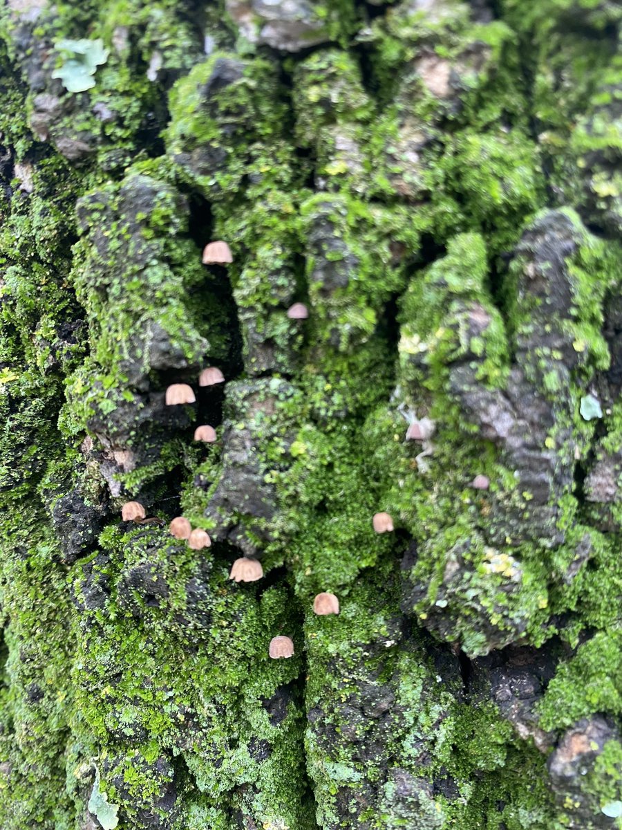 aldeapinwino's tweet photo. @Fungi_Cosas hola! Ayer vi estas miniaturas, son hongos? https://t.co/dFzi3hoUsz