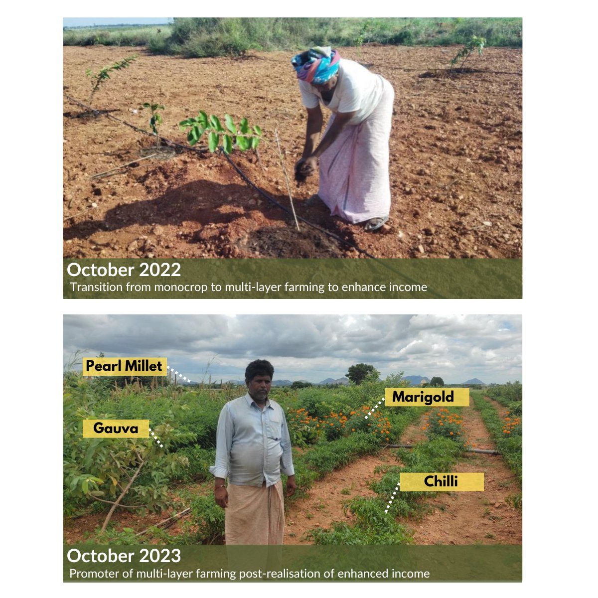 saytrees_ind's tweet photo. Our #farmer is generating INR 80,000 #income from a mere INR 10,000 investment within a few weeks.

#Meet Anjaneyulu, who is #maximising the #benefits of our multi-layer #agroforestry model, outside of the 3 fruit layers of mango, guava, and jamun acquired via our intervention.

" In the last few years, I might have made this much (INR 80,000) or less per year, compared to just in one season after this agroforestry intervention; adopting the #saytrees way has also introduced me to pocket-friendly approaches to farming like trap crops which further aid to the maintenance of my cash crop from predatory fauna." - Anjaneyulu on his realised income

How is our multi-layer Agroforestry #model shifting the paradigm for arid and semi-arid farmers of Ananthapuramu?

1. Adjourning the mono-crop cycle - Our farmers can generate consistent income before fruit crops. They can add more layers of short production cycle crops (like chilli and tomatoes) coherent with seasons to avail consistent seasonal income, reducing the dependency on a single crop to run their households, also resulting in increased confidence in the #resilience of farm income since the farmers now think income in seasons, months, weeks or even days

2. Brownie points for more farm days - Multi-harvest timelines encourage farmers to attend to their land more; this reduces farm holidays and streamlines audits and course corrections.

3. Resource Realisation - Our intervention involves various stages of resource realisation for farmers. Farmers' proactive involvement in critical #resource management like #water was one of the most intriguing outcomes of our initial learning sessions within the intervention timeline. Resource sensitivity at an early stage of our #intervention could lead to the optimisation of scarce resources into "deep pockets" via sustainable farm habits.

To support farmers from your #state, #village or #town write to info@saytrees.org

#climatechange #climateaction #andhrapradesh #csrindia #csr #impact #livelihoods #rural #india